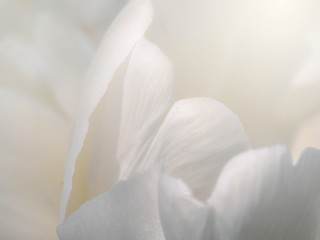 soft flower background