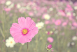 Fototapeta Kosmos - pink cosmos flower background