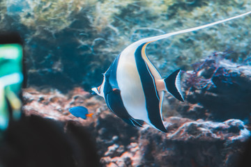 Wall Mural - tropical fish in aquarium