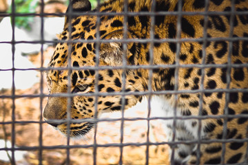 leopard in the zoo