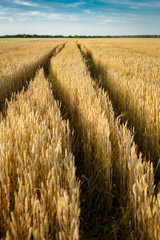 Field with ripe grain