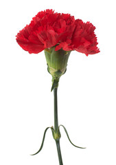 Wall Mural - Red carnation flower