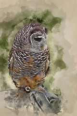 Wall Mural - Watercolor painting of Timid chaco owl bird of prey during falconry display