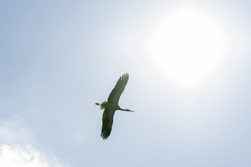 White stork flying in the sky and sun.