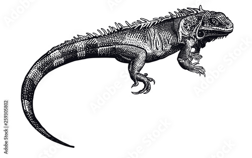 Fotomural Iguana. Black and white reptile. Lizard isolated.