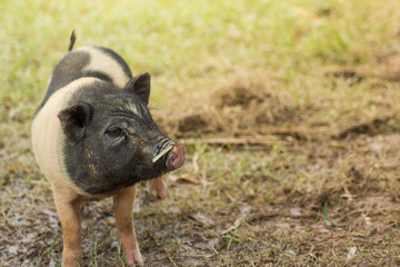 little Hamshire pig with copy space