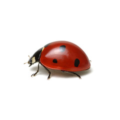 ladybug isolated on white
