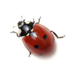 ladybug isolated on white