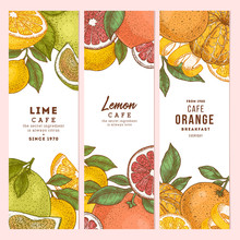 Citrus Colored Vertical Design Templates Collection. Engraved  Botanical Style Illustration. Vector Illustration