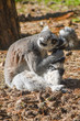 ringtailed lemur grooming