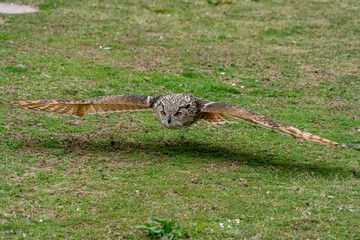 Canvas Print - grey owl while flying close to the grass ground