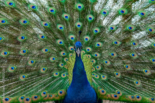 Dekoracja na wymiar  paw-ptak-wspaniale-pioro-otwarte-kolo-portret