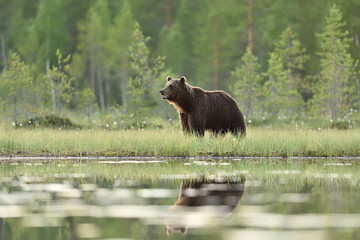 Wall Mural - Big male brown bear in a bog with forest background