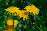 Fototapeta Dmuchawce - Yellow dandelion on a background of green grass.