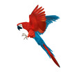 Colourful macaw parrot - multicoloured isolated flying bird - realistic and detailed illustration -  symmetrical design