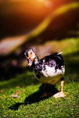 Wall Mural - Duck on green grass