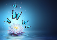 Butterflies And Waterlily In Water - Beauty Miracle