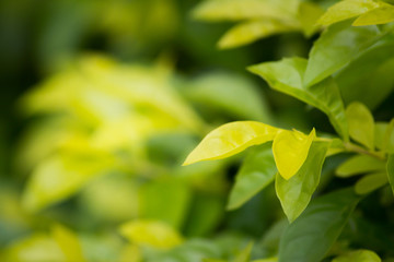 Wall Mural - Close up nature view of green leaf on blurred green background with copy space