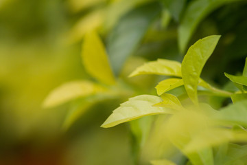 Wall Mural - Close up nature view of green leaf on blurred green background with copy space