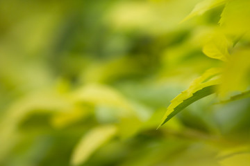 Wall Mural - Close up nature view of green leaf on blurred green background with copy space
