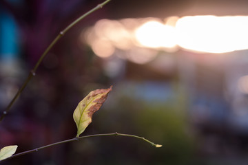 Wall Mural - Selective focus of single leaf on branch with blurred nature and orange sky in twilight of the day with copy space