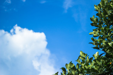 Wall Mural - Selective focus of leaves and branches on tree when lookup at sky with copy space on blur day sky background.