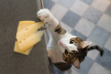 Domestic cat trying to steal slice of cheese from a table.