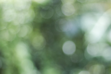 Wall Mural - Blurred view of nature in bokeh style in the afternoon of day sky background