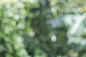 Wall Mural - Blurred view of nature in bokeh style in the afternoon of day sky background