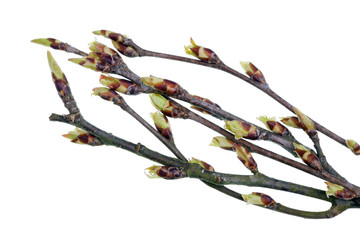 Wall Mural - spring april twigs with leaves green buds wild linden tree isolated macro