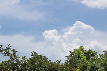 Wall Mural - Branches on the sky in the afternoon of the day