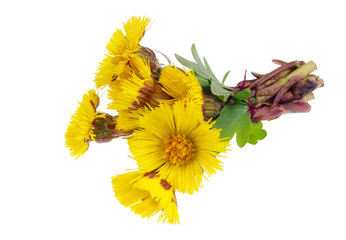 Wall Mural - bouquet from gentle first forest springs yellow daisies flowers isolated macro