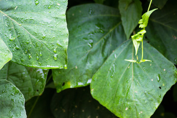 Wall Mural - Dew on leaves after raining on blurred green background