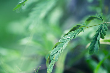 Wall Mural - Dew on leaves after raining on blurred green background