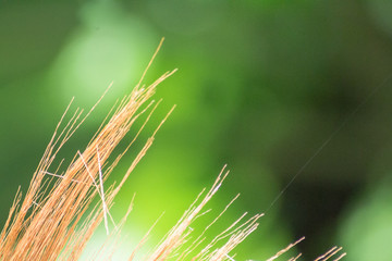Wall Mural - Selective focus of grass with copy space  on blurred nature background