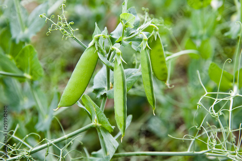 Fotomural Green pea pods in the garden.