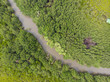 Aerial view Tropical mangrove forest Natural attractions