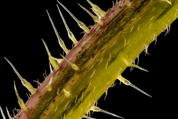 Stacked focus, extreme close up of of stinging nettle stem(Urtica dioica)