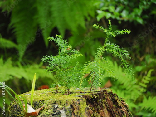 切り株に新芽 Buy This Stock Photo And Explore Similar Images At Adobe Stock Adobe Stock 切り株に新芽 Buy This Stock Photo And Explore Similar Images At Adobe Stock Adobe Stock