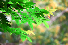 Bright Light Green Leaves On A Yellow Background