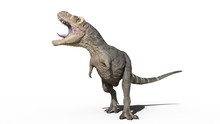 T-Rex Dinosaur, Tyrannosaurus Rex Reptile Roars, Prehistoric Jurassic Animal Isolated On White Background, 3D Illustration
