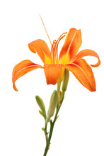 Orange Daylily Flower Isolated On White Background