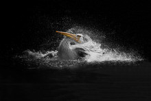 Pelican Take A Bath