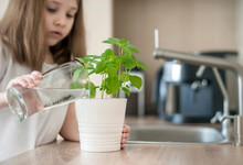 Little Girl Is Holding A Transparent Glass With Water And Watering Plant Basil (Ocimum Basilicum). Caring For A New Life. Hand Nurturing Young Baby Plants Growing On Fertile Soil. Gardening Concept