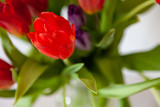 Fototapeta Tulipany - A bouquet of tulips close-up view of red and purple with green leaves on a white background. Large flower buds.