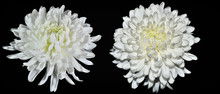 Two White Chrysanthemum Flowers Close Up, On Black Background Isolated