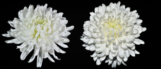 Two white chrysanthemum flowers close up, on black background isolated