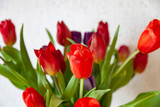 Fototapeta Tulipany - A bouquet of tulips close-up view of red and purple with green leaves on a white background. Large flower buds.