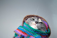 Cute Little Cat Prepared For Winter And Wrapped In A Woolen Knitted Scarf, On A Gray Background.