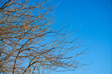 Tree and Sky Background